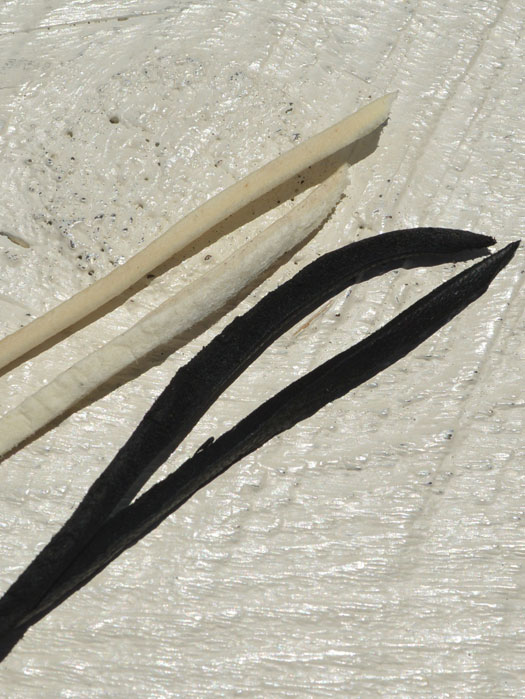 LT-0046　DEERSKIN LACE